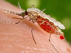 Drug-Resistant Malaria Found Close to Myanmar Border With India