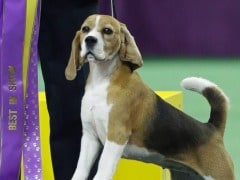 'Miss P' Wins Top Honours at Westminster Dog Show