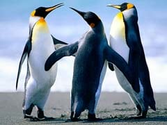 First Penguins Die In Antarctic Of Deadly H5N1 Bird Flu Strain, Experts Raise Alarm