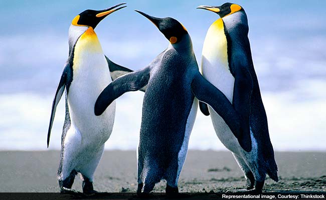 In Rare Occurrence, Bees Kill 63 Endangered Penguins In South Africa