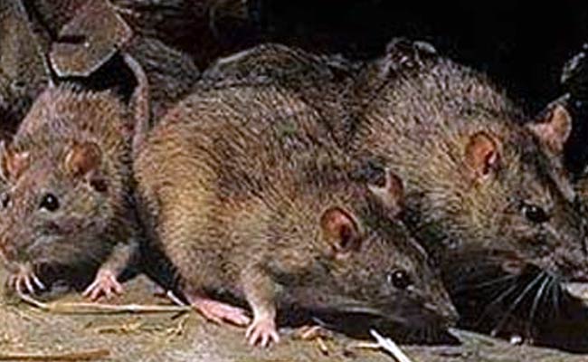 Cambodia Trains Rats to Detect Landmines
