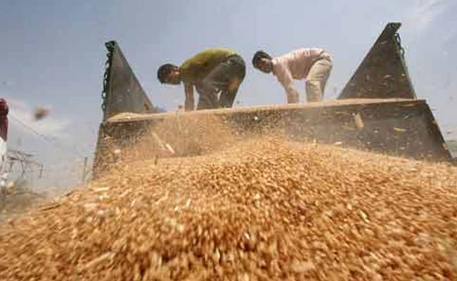 Stone Age Britons Imported Wheat in Shock Sign of Sophistication: Study