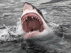 Shark Attacks Badly Injure 2 Teens in US