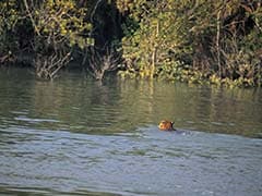 Solar Power, Boats, Ham Radio To Aid Voting In The Sundarbans