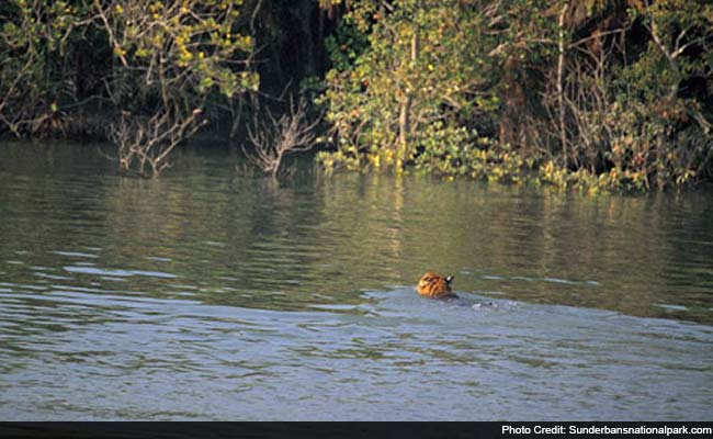 Environmental Loss in Sundarbans Worth Rs 1290 Crore: World Bank