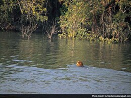 How Sundarbans Is Tackling Man-Animal Conflict How Sundarbans Is Tackling Man-Animal Conflict