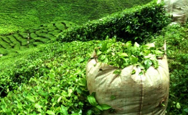 Tripura Plans To Grow Tea On Land Between Fencing And Bangladesh Border