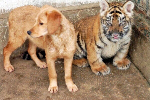 Three's Company? This Dog Lives With His Two Tiger Best 