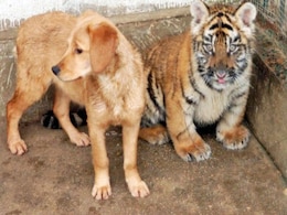 Three's Company? This Dog Lives With His Two Tiger Best Friends Three's Company? This Dog Lives With His Two Tiger Best Friends