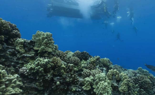 Fears Over Plastic-Eating Coral in Australia's Barrier Reef