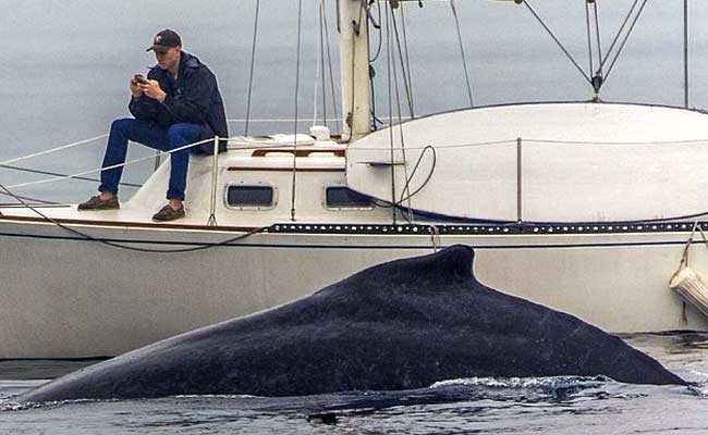 Man on Cellphone Misses Spotting Endangered Whale Two Feet Away
