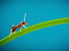 How Ants Can Help Develop Better Drugs for Cancer How Ants Can Help Develop Better Drugs for Cancer