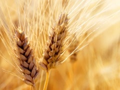 Wheat Output in 2015 Could Fall by 4-5%: Minister