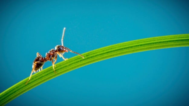 How Ants Can Help Develop Better Drugs for Cancer