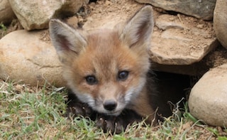 London to Get its First Fox Cafe!