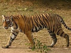 Tiger Found Dead At Corbett Tiger Reserve