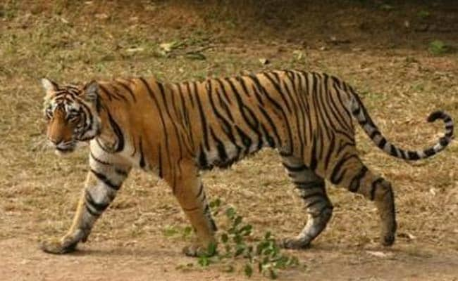 Tiger Found Dead At Corbett Tiger Reserve