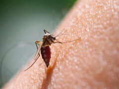 How O Blood Group Protects Against Malaria How O Blood Group Protects Against Malaria