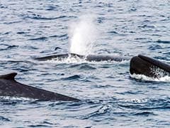 Blue Whales 'Switch On' Antarctic Song