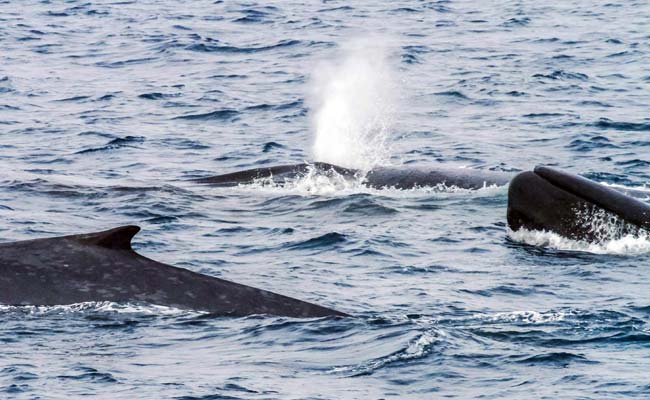 New Blue Whale Found In Western Indian Ocean, Say Experts