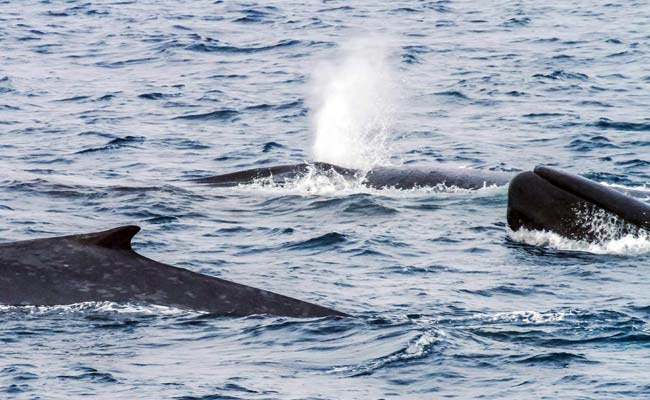 Blue Whales 'Switch On' Antarctic Song