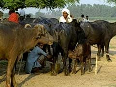 Truth vs Hype: Anti-Beef Laws in Maharashtra, Haryana Based More on Hyperbole Than Facts