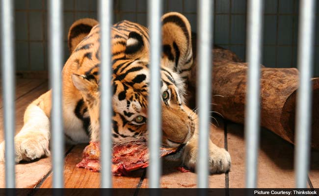 Beef Ban In India Reaches Cages Of Lions And Tigers