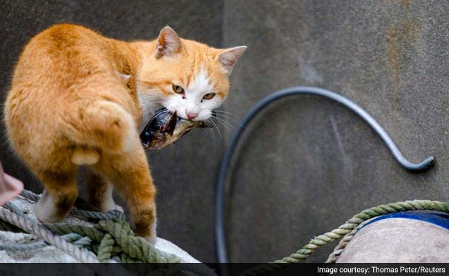 This Island in Japan is Home to 120 Cats and Just 22 Humans