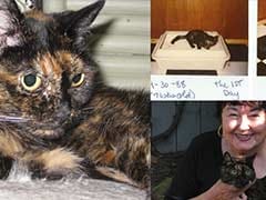 World's Oldest Living Cat Turns 27