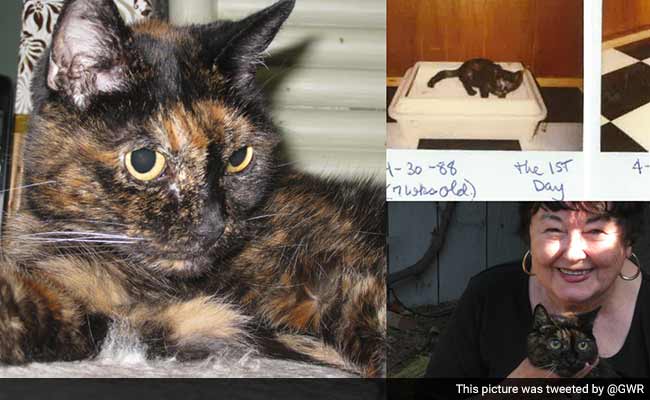 World's Oldest Living Cat Turns 27