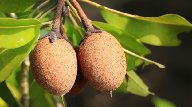 Health Benefits of Chikoo: बेहतर पाचन और स्ट्रांग इम्यूनिटी के लिए चीकू को डाइट में करें शामिल, मिलेंगे ये 7 हेल्थ बेनिफिट्स