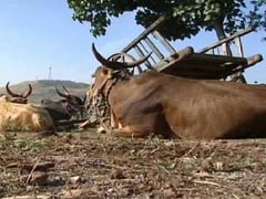 बीफ बैन : गाय नहीं भैंसे का मांस, फिर भी कारोबारी की नहीं खुलेगी दुकान