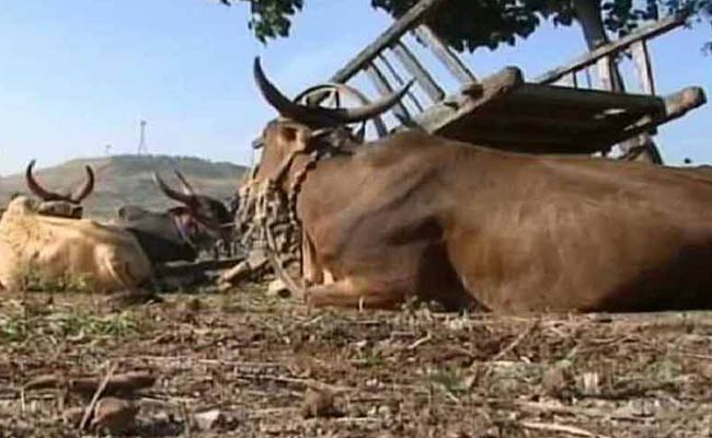 98 Cows, Calves Die In Andhra Cow Shelter; Food Poisoning Suspected