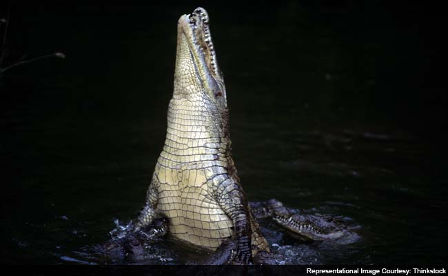 Big Ancient Land-Dwelling Croc Inspired 'Abject Terror'