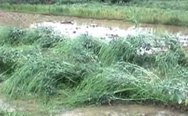 Rain-Hit Farmers Receive Paltry Sums as Compensation