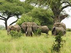 Botswana Talks to End Illegal Wildlife Trade