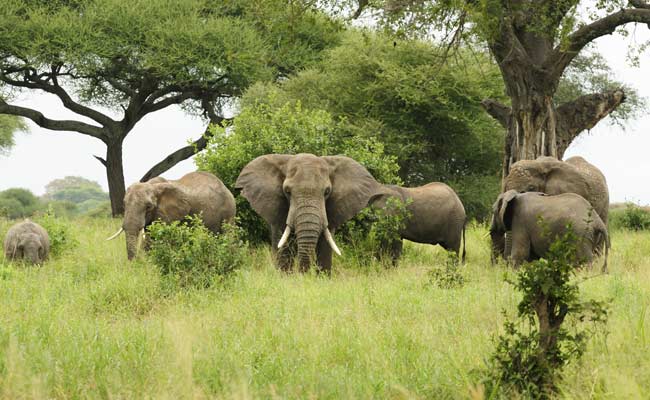 Tanzania Elephants Suffer 'Catastrophic Decline'