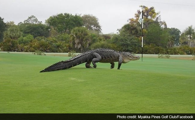 Caption This: Giant Alligator Takes a Stroll on a Golf Course