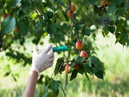 The Issues Surrounding Genetically Modified Foods The Issues Surrounding Genetically Modified Foods