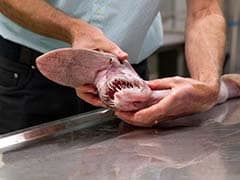 Rare 'Alien of the Deep' Goblin Shark Found in Australia