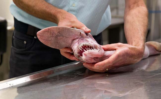 Rare 'Alien of the Deep' Goblin Shark Found in Australia