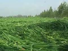 March Rains Destroy Crops Over 50 Lakh Hectares. Andhra Pradesh, Karnataka Hit Too