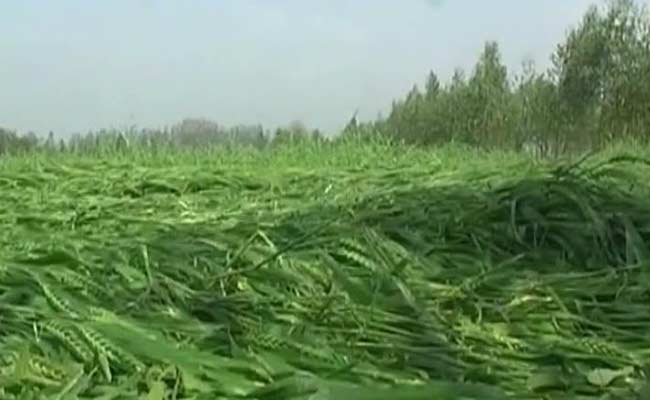 Farmers Worried as Rains Lash Parts of Punjab and Haryana