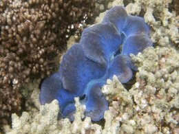 Australia Spells Out Plans to Protect Great Barrier Reef Australia Spells Out Plans to Protect Great Barrier Reef