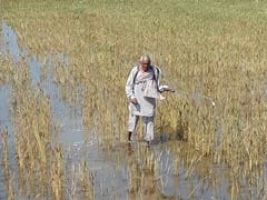 Debt-Ridden Haryana Farmers Talk Suicide as Rains Destroy Crops and Banks Shame Them