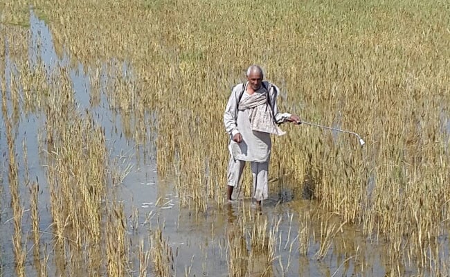 Political Parties Seek Financial Assistance and Loan Waiver for Rain-Affected Farmers
