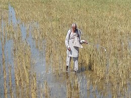 Foodgrain Production May Decline by Over 3 Per Cent After Unseasonal Rains Hit Crops: Government Foodgrain Production May Decline by Over 3 Per Cent After Unseasonal Rains Hit Crops: Government