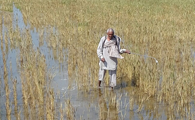 Foodgrain Production May Decline by Over 3 Per Cent After Unseasonal Rains Hit Crops: Government