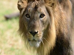 124 Lions and 135 Leopards Died in Gujarat in 2 Years 124 Lions and 135 Leopards Died in Gujarat in 2 Years