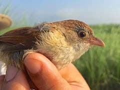 'Extinct' Myanmar Bird Rediscovered After 73 Years